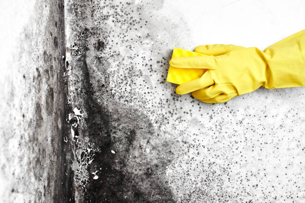 Best Affordable Mold Removal  in Honaker, VA