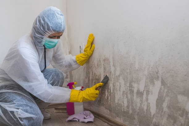 Best Mold Inspection  in Honaker, VA