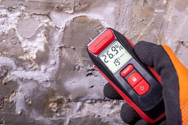 Best Local Mold Removal Service  in Honaker, VA