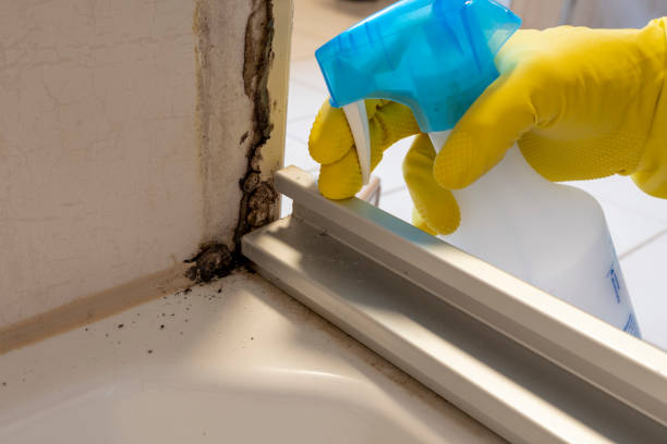 Best Mold Testing  in Honaker, VA