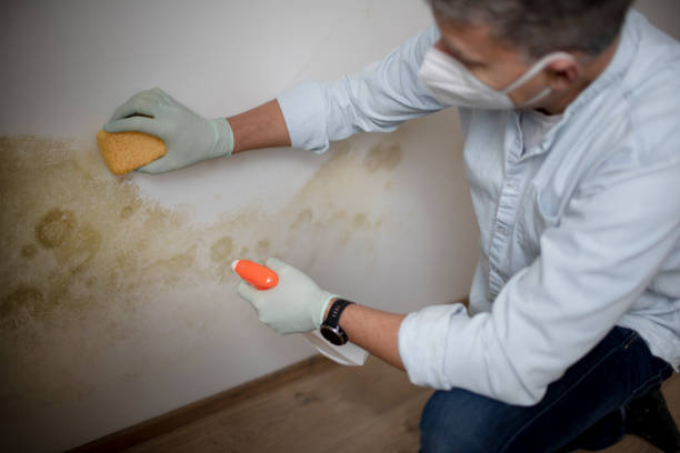 Best Emergency Mold Removal  in Honaker, VA