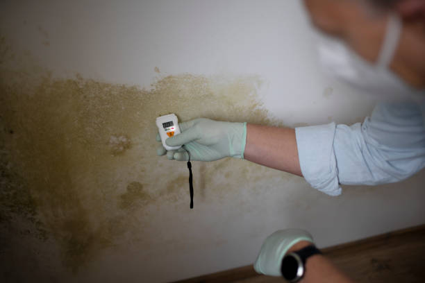 Best Local Mold Removal Service  in Honaker, VA