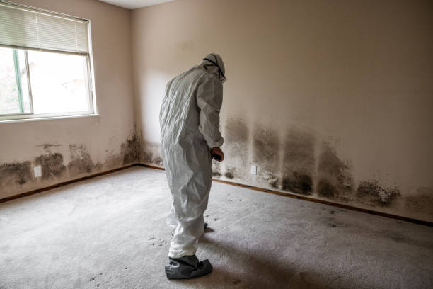 Best Mold Cleaning Services  in Honaker, VA