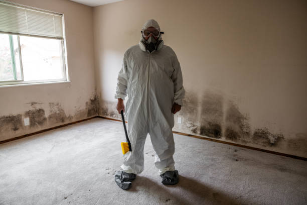Best Black Mold Removal  in Honaker, VA