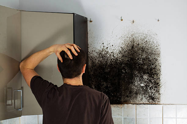 Best Affordable Mold Removal  in Honaker, VA