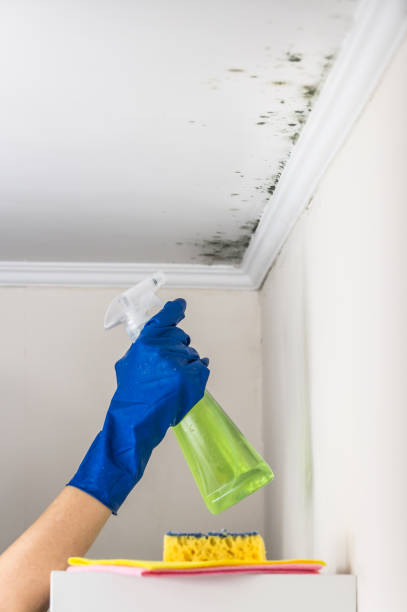 Honaker, VA Mold Removal Company