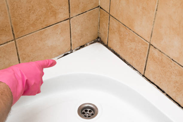 Attic Mold Removal in Honaker, VA
